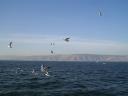 Seagulls on Galilee